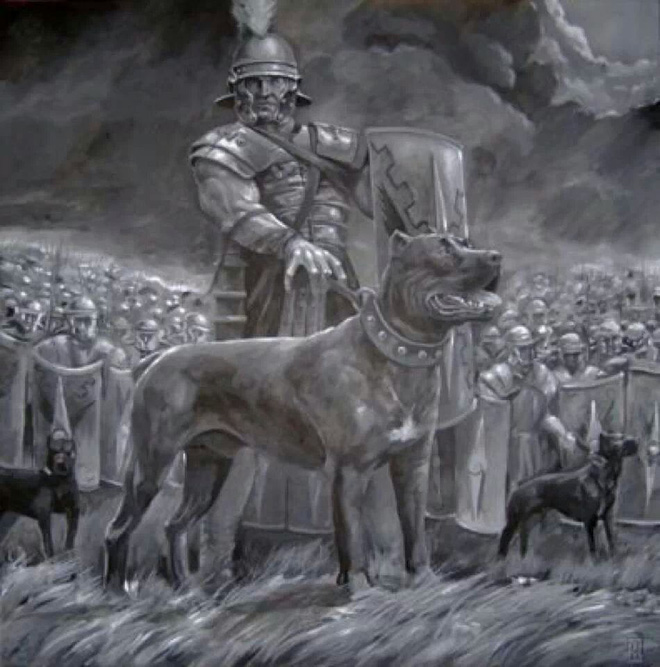 Sở hữu cú cắn sấm sét, loài chó này là hậu duệ dũng mãnh của chiến khuyển thời La Mã - Ảnh 2.